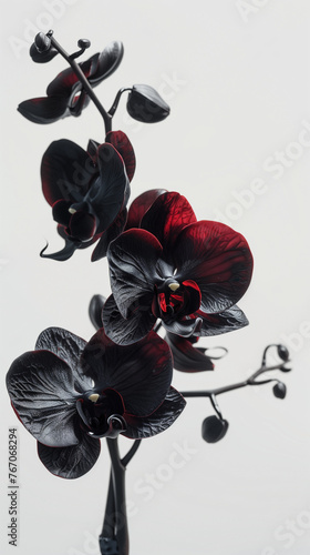 A stunning black orchid exuding elegance and mystery against a simple gray background capturing its unique beauty