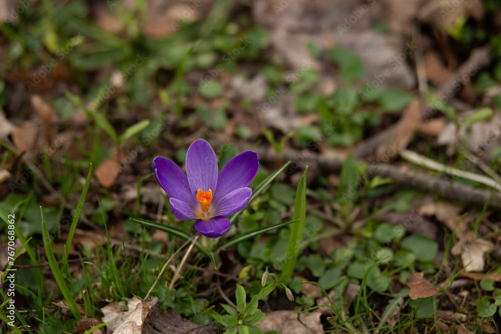 Purple crocus flower in the grass. Early spring in the forest. Purple crocus flower in the grass. Early spring in the forest.