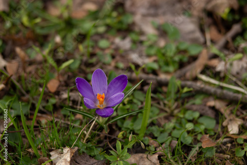 Purple crocus flower in the grass. Early spring in the forest.