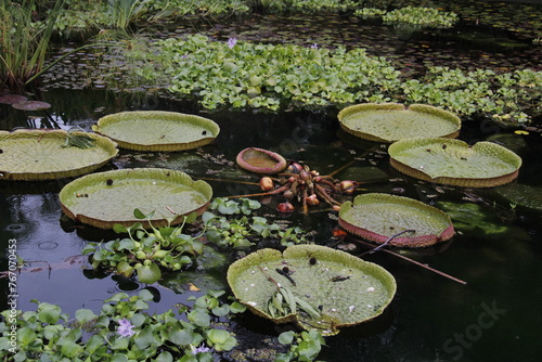 large water lilies in the water