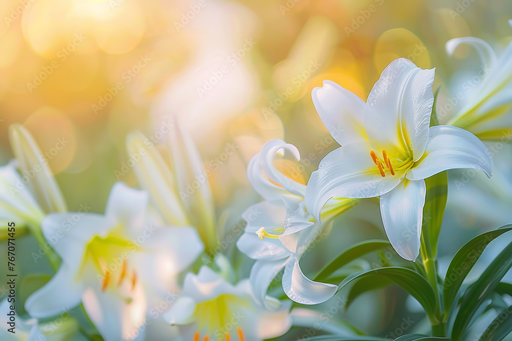 Lily flowers Lily flowers