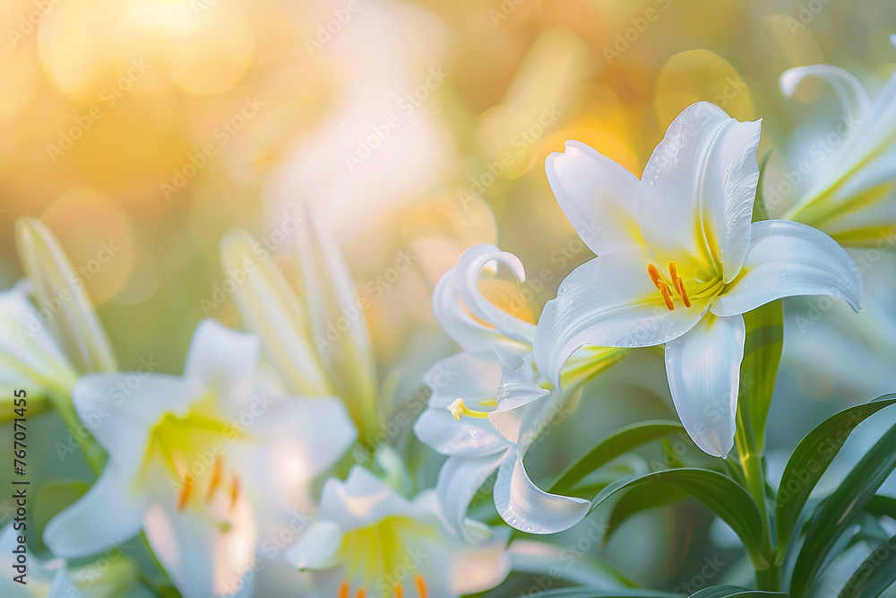  Lily flowers