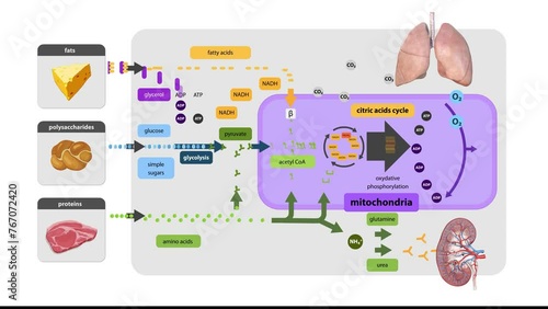 Krebs cycle, citrate cycle, cellular respiration, mitochondria,Cellular respiration is a set of metabolic reactions that take place in the cells of organisms to convert biochemical energy