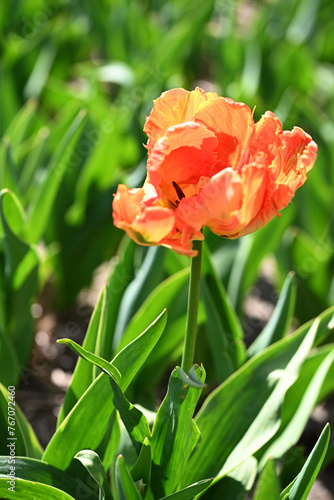 Closeup of a tulip flower against a blue sky backdrop