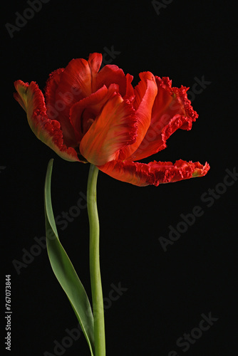 Red parrot tulip flower and green leaves on black background.
