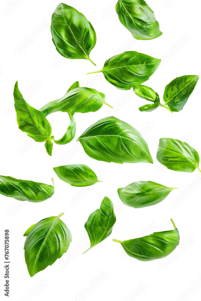 Falling basil, isolated on white background, clipping path, full depth of field - obrazy, fototapety, plakaty 