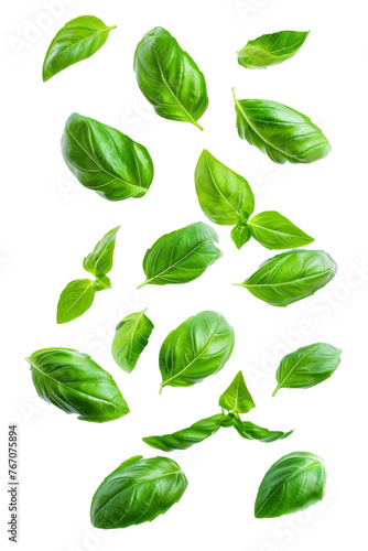 Falling basil  isolated on white background  clipping path  full depth of field