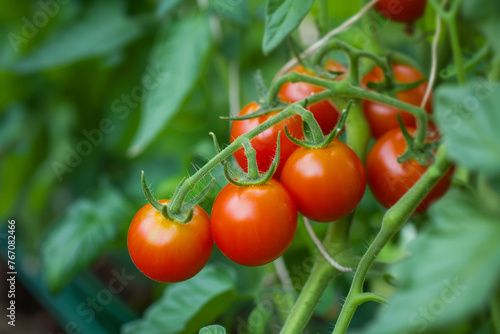 A bunch of red tomatoes hanging from a plant. The tomatoes are ripe and ready to be picked
