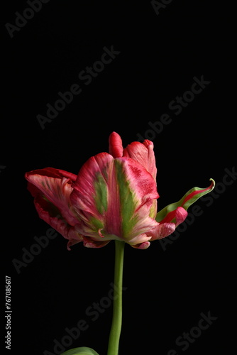  a macro closeup of colorful red and green parrot tulip.