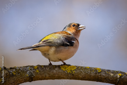 A male common chaffinch (Fringilla coelebs) sits on the thick branch and sings its spring song toward the camera lens on a spring sunny day. Close-up portrait of male chaffinch with blue background.