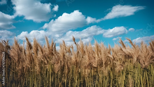 Beautiful summer autumn field grass with blue sky background