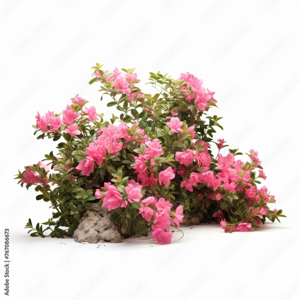 Beautiful Flowering Bushes isolated on white background
Beautiful Flowering Bushes isolated on white background