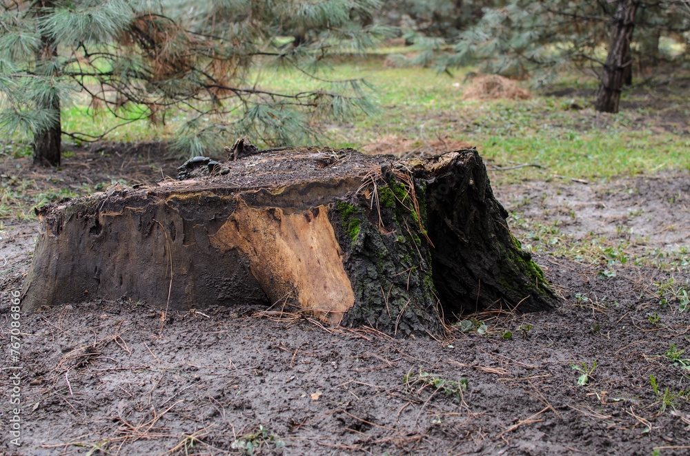 a large stump covered with moss in the park a large stump covered with moss in the park