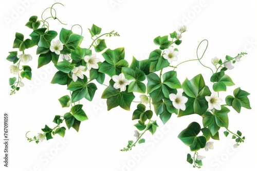 Green creeper plant with spring flowers isolated on white background, digital botanical illustration