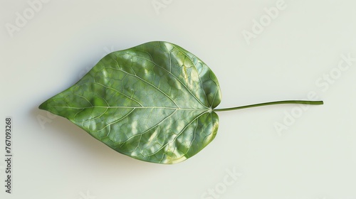 3D rendering of a single green leaf with veins and a stem on a white background. photo