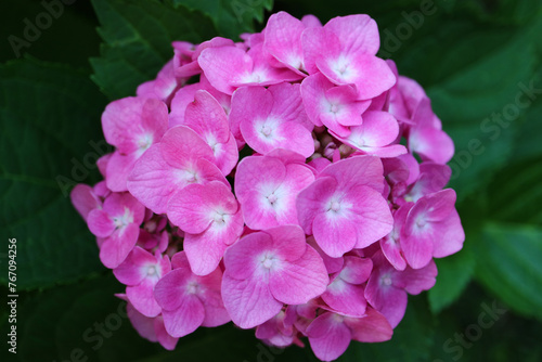Pink Hydrangea