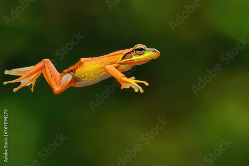 The leap of a planning frog Rhacophorus reinwardtii