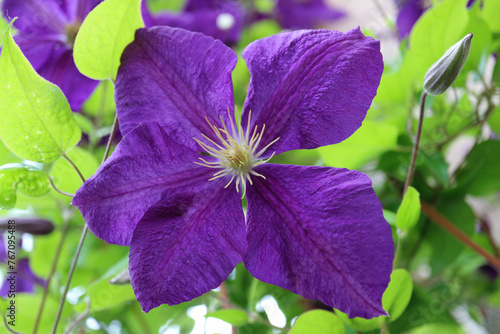 Purple Clematis With Green Leaves In The garden
