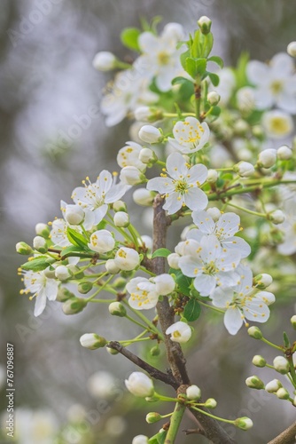 White cherry blossoms on a tree branch in spring, close-up