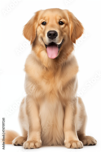 Majestic Golden Retriever: Graceful Canine Beauty in Transparent Setting