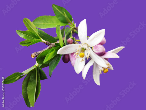 White orange tree flowers with green leaves on a purple background
