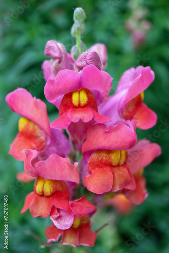 Colorful Dragon Flowers