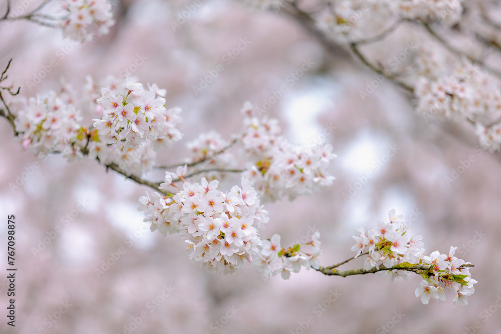 Selective focus branches of white pink Cherry blossoms full bloom on the trees, Beautiful Sakura flowers in spring, The flower of trees in Prunus subgenus Cerasus, Nature wallpaper, Floral background. Selective focus branches of white pink Cherry blossoms full bloom on the trees, Beautiful Sakura flowers in spring, The flower of trees in Prunus subgenus Cerasus, Nature wallpaper, Floral background.