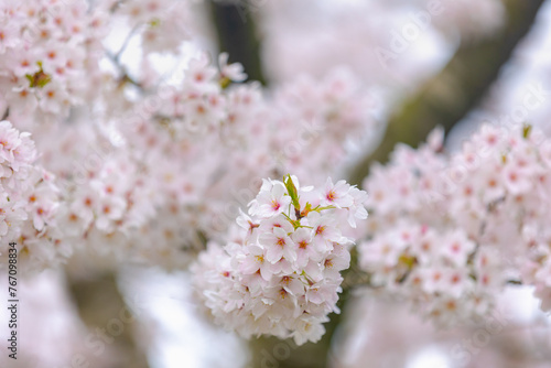 Selective focus branches of white pink Cherry blossoms full bloom on the trees, Beautiful Sakura flowers in spring, The flower of trees in Prunus subgenus Cerasus, Nature wallpaper, Floral background.