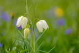 Soft and selective focus of blooming Snake's head fritillary in the green grass field with sunlight as backdrop, White cream Fritillaria meleagris flowers with green leaves, Natural floral background.
