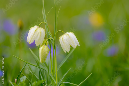 Soft and selective focus of blooming Snake's head fritillary in the green grass field with sunlight as backdrop, White cream Fritillaria meleagris flowers with green leaves, Natural floral background. photo