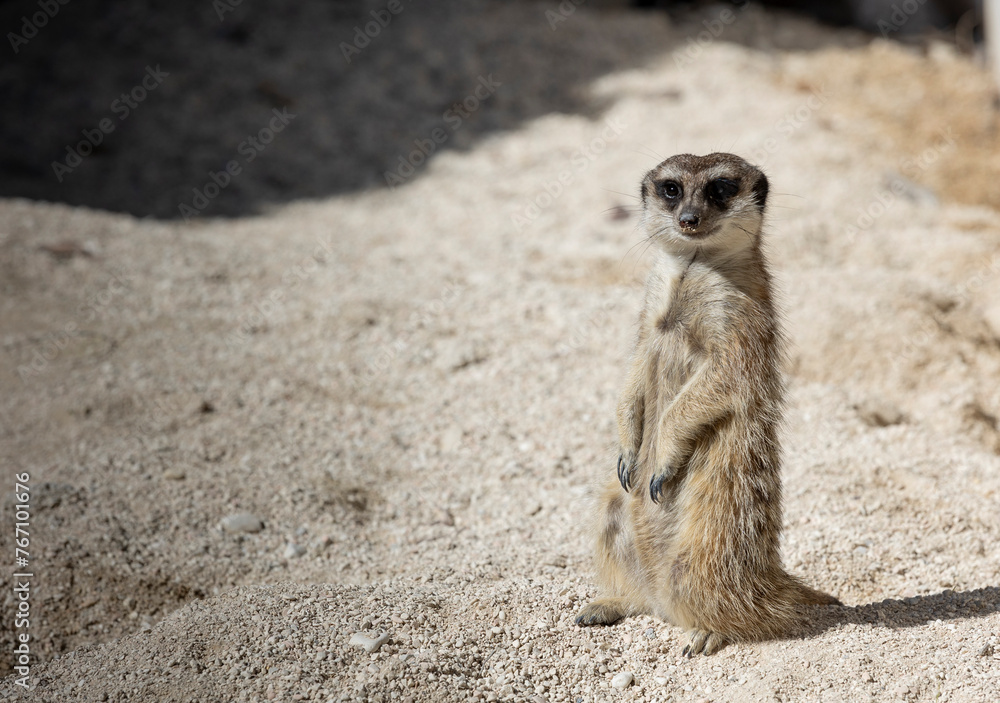 Fototapeta premium Meerkat standing on Sand, look straight