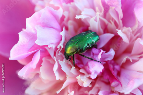 Green Beetle  Cetonia Aurata On Pink Peony