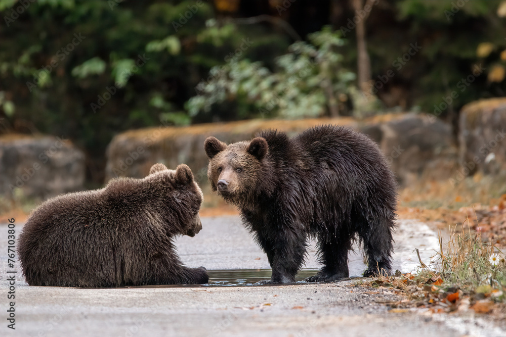 Two brown bears cubs playing in the water wildlife photography Two brown bears cubs playing in the water wildlife photography
