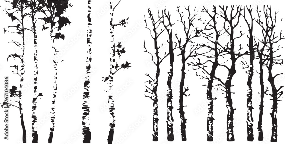 Birch Tree Silhouette Vector illustration. Set of Birch Tree Silhouette vector illustration Birch Tree Silhouette Vector illustration. Set of Birch Tree Silhouette vector illustration