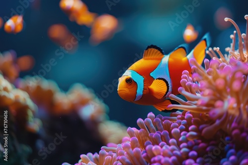 Amphiprion ocellaris clownfish and anemone in sea. © gatherina