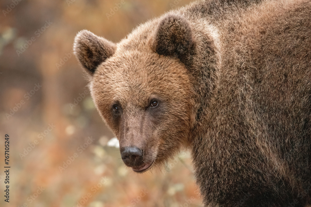 Amazing brown bear portrait in wilderness wildlife photography Amazing brown bear portrait in wilderness wildlife photography