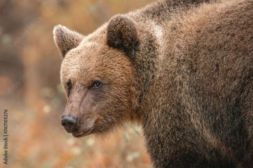 Amazing brown bear portrait in wilderness wildlife photography Amazing brown bear portrait in wilderness wildlife photography