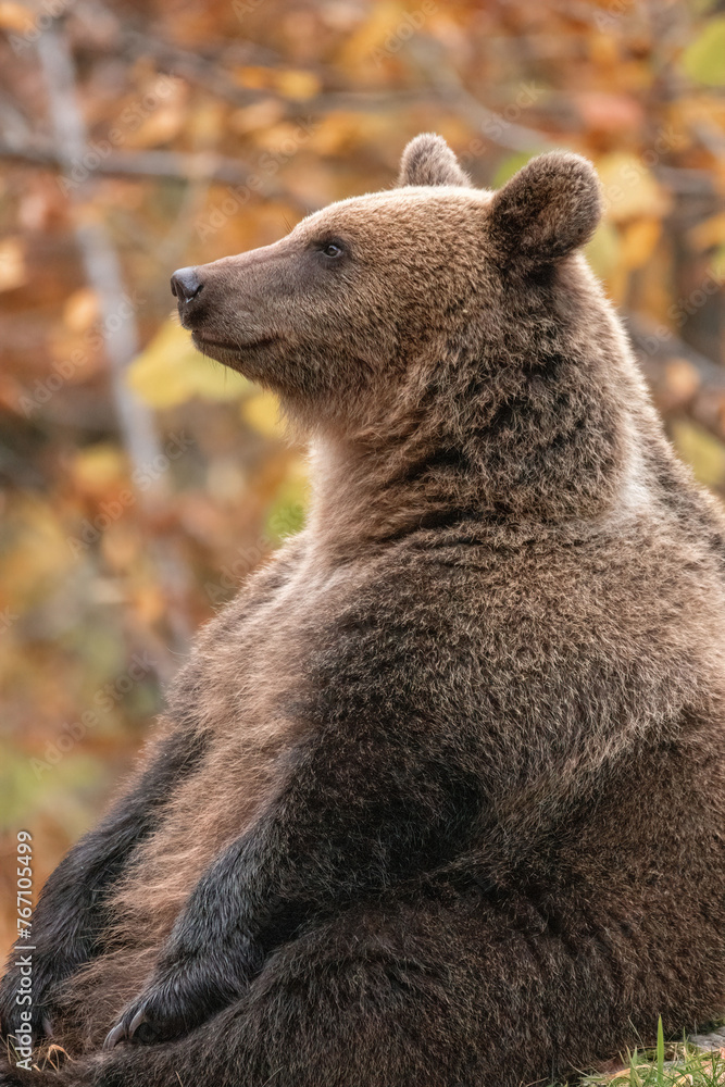 Fototapeta premium Beautiful brown bear in the forest during autumn wildlife photography