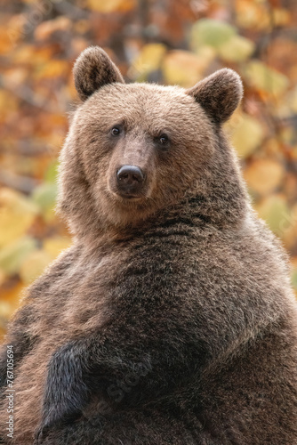 Beautiful brown bear in the forest during autumn wildlife photography © Mihai