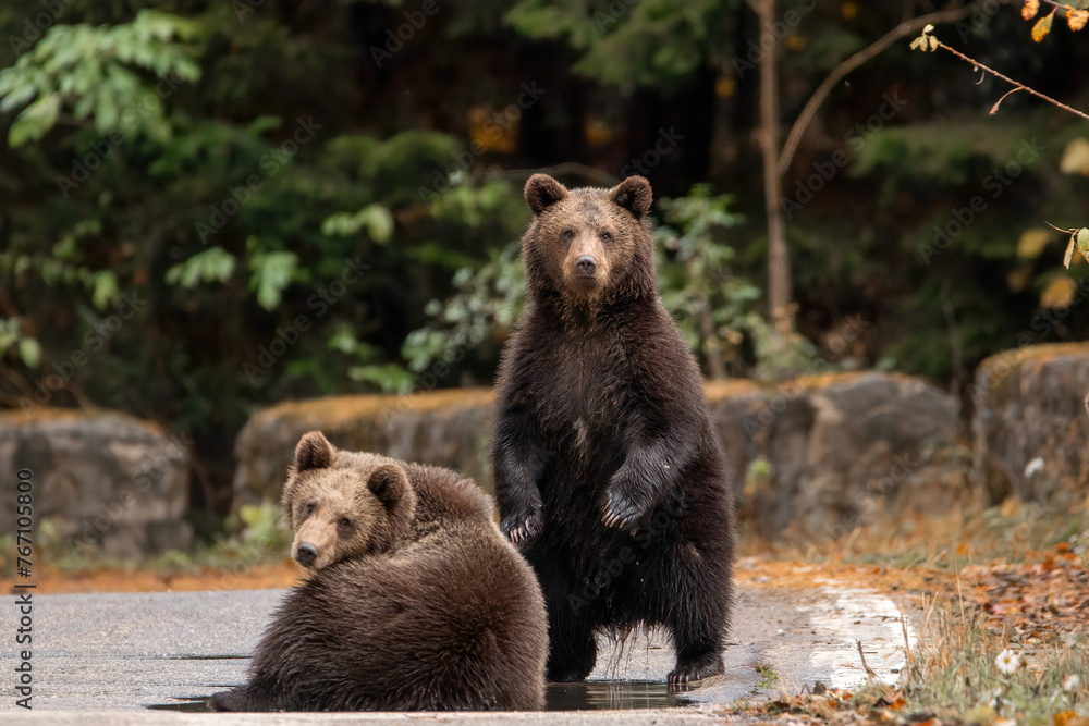 Fototapeta premium Two brown bears cubs playing in the water wildlife photography