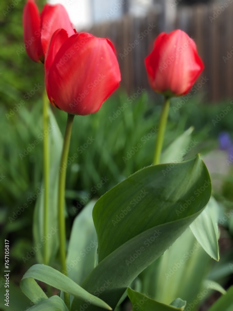 red and yellow tulips red and yellow tulips