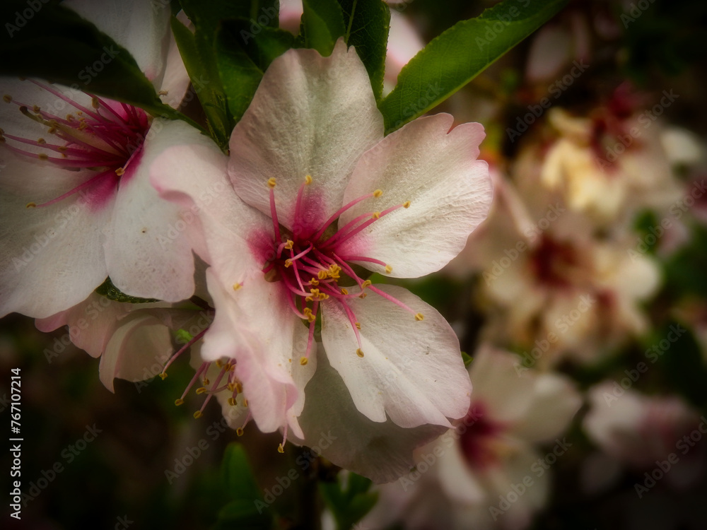 plant, nature, meadow, spring, petals, colors, natural, macro, c plant, nature, meadow, spring, petals, colors, natural, macro, c
