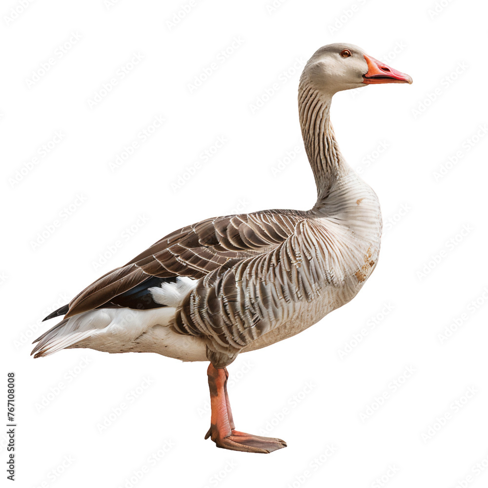 Greylag goose full body standing, side view, isolated on white background Greylag goose full body standing, side view, isolated on white background
