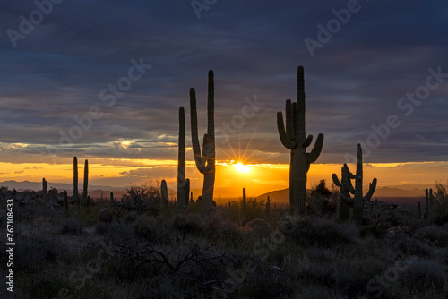 Cactus Silhouette At Sunset In Scottsdale Arizona Desert Preserve Called Browns Ranch 
