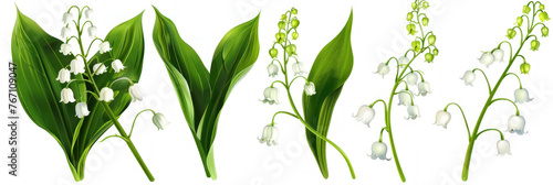 Set of lily of the valley flowers with various stages of growth and bloom
