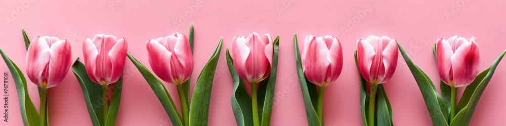 Pink tulips on pink background. Flat lay. Banner. Top view with copy space. Pink tulips on pink background. Flat lay. Banner. Top view with copy space.