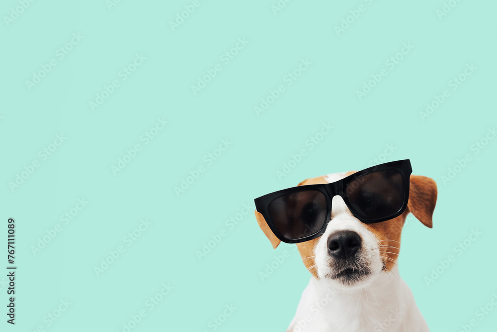 Funny Jack Russell Terrier dog with sunglasses isolated on mint background, copy space