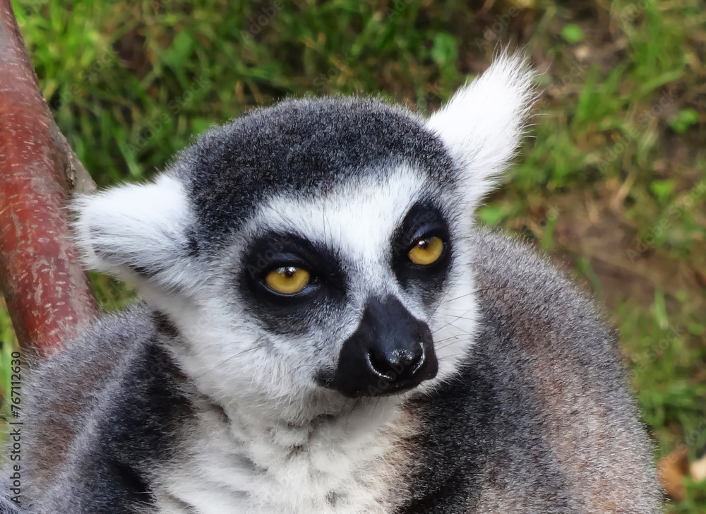 Obraz premium Portrait of a lemur watching a photographer