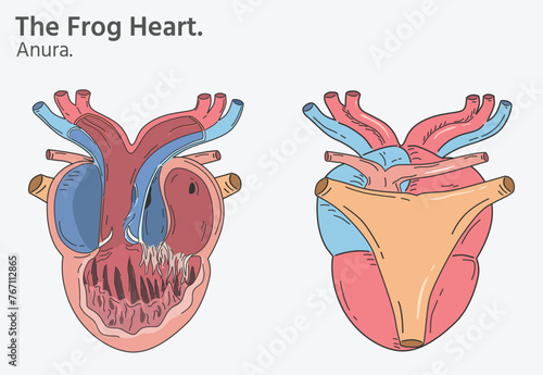 Anatomy of frog heart illustrations two versions photo