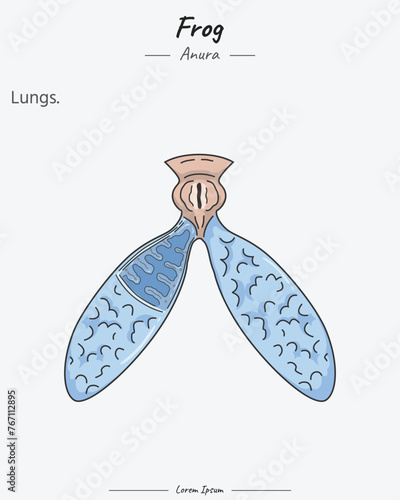 Anatomy of frog lungs illustration